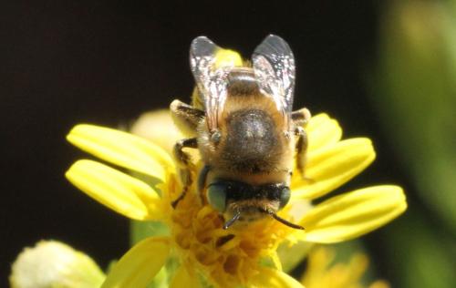 Réf. 293 344 : Anthophora bimaculata